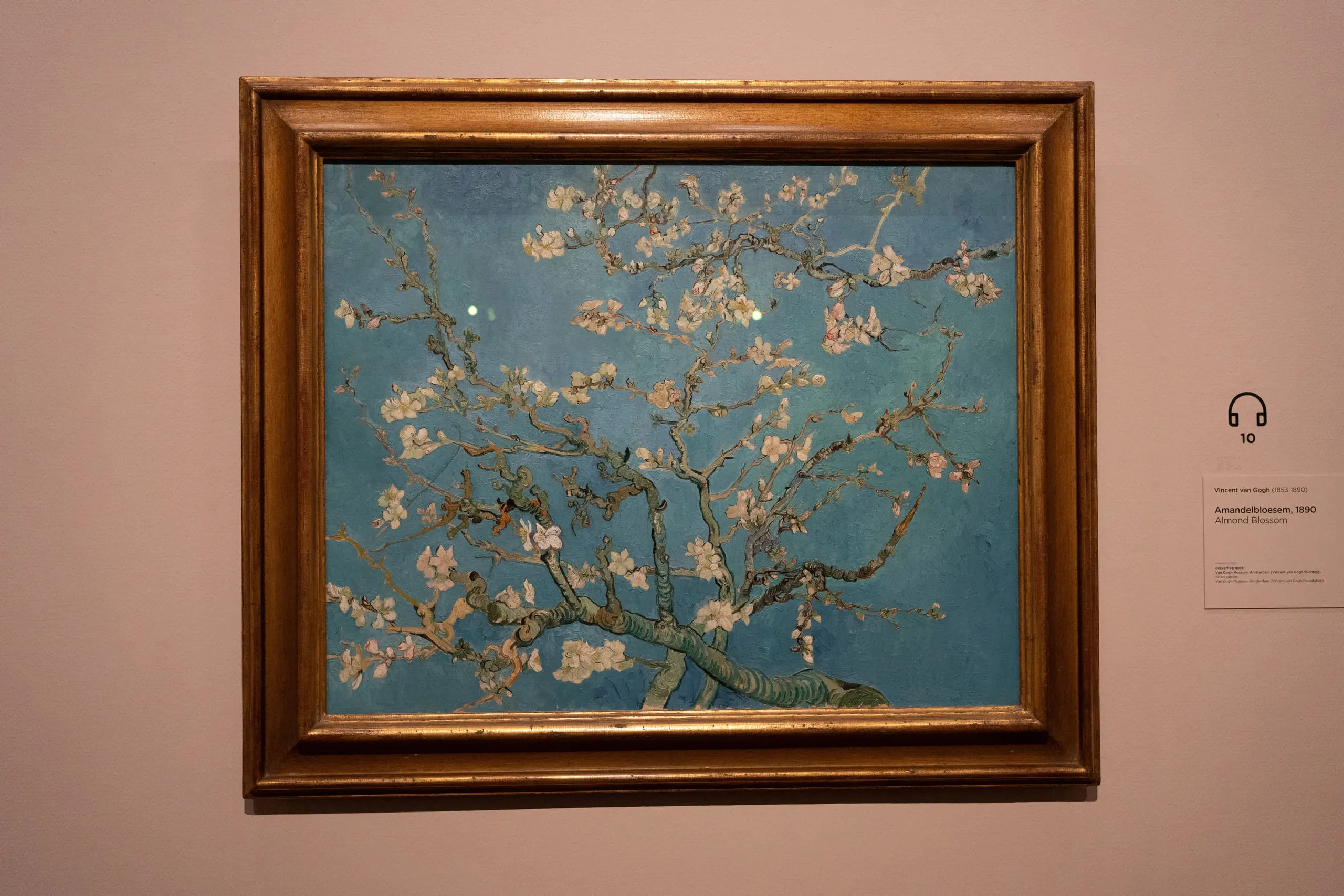 Van Gogh's Almond Blossom hanging on a pink wall, white flowers against pale blue.